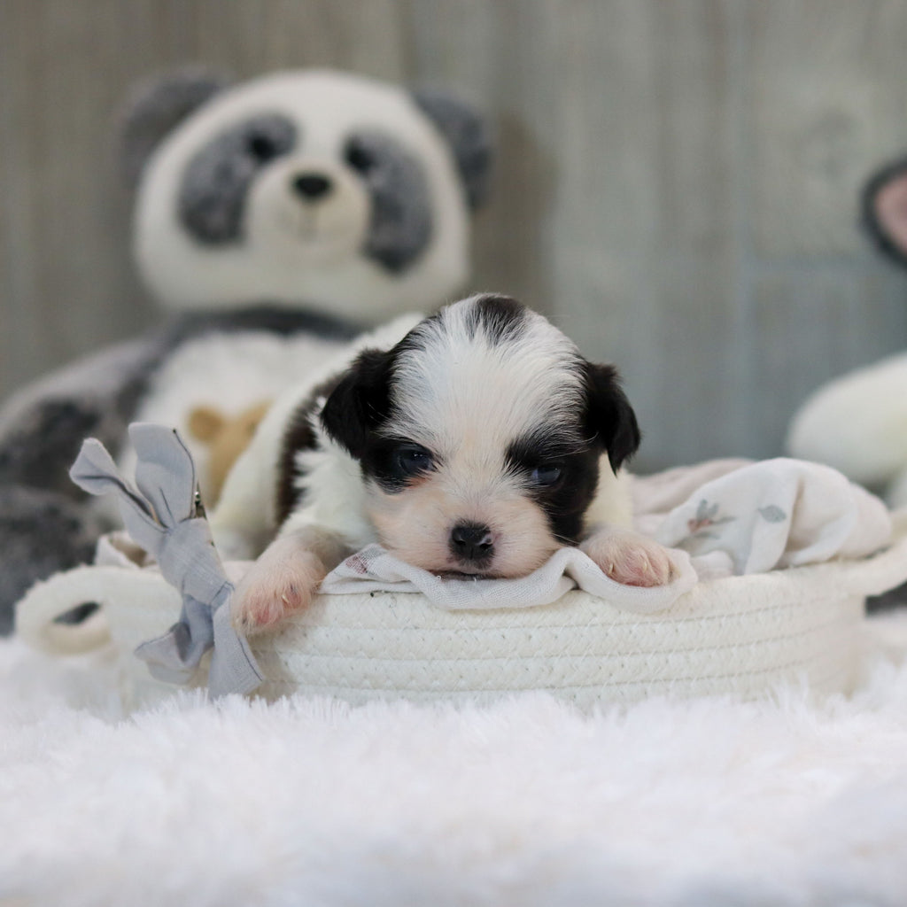 Ollie - Available 11/19