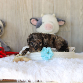 Martin - Available 11/25