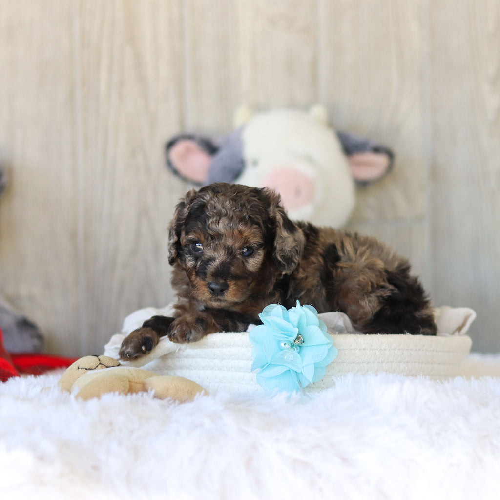 Martin - Available 11/25