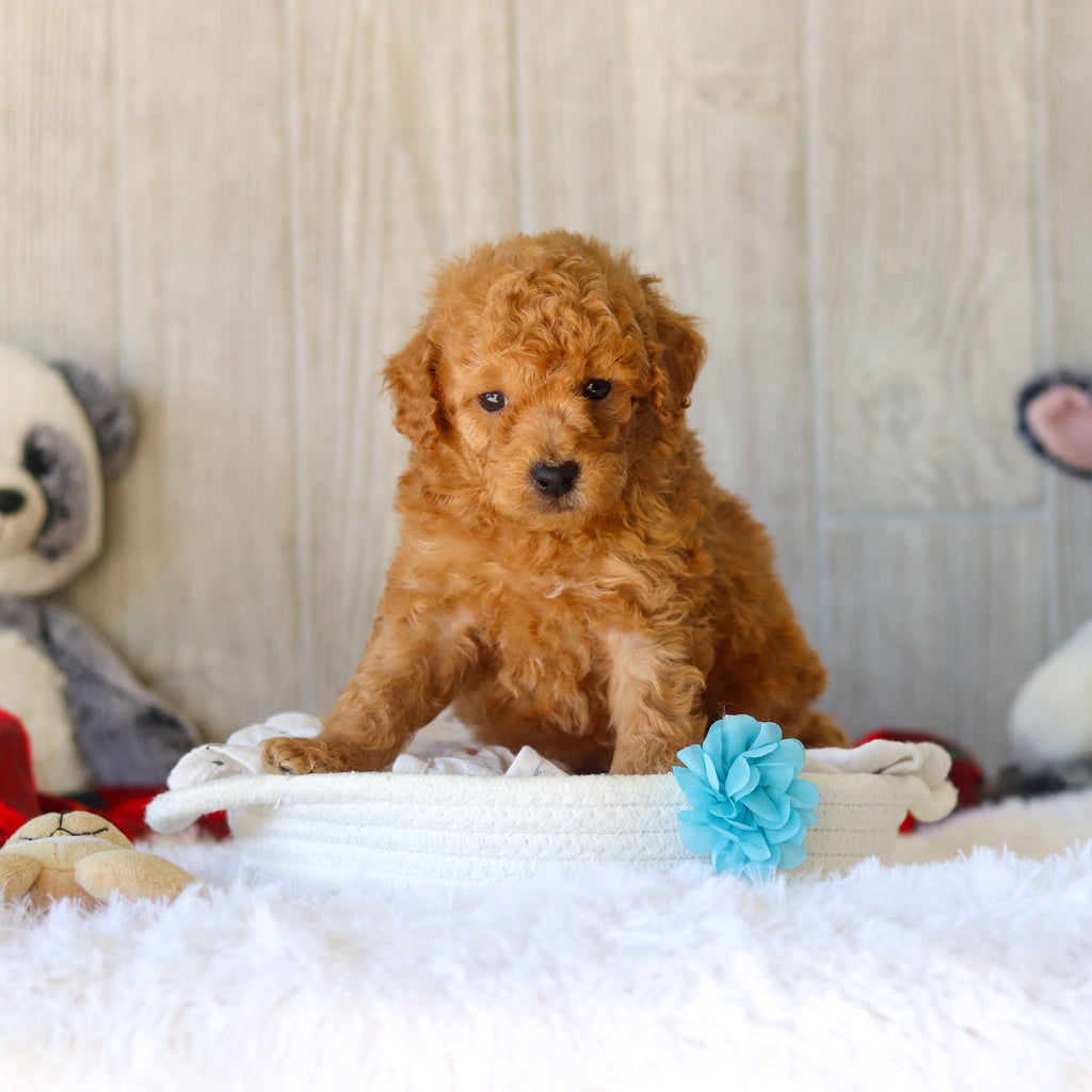 Moose - Available 11/25