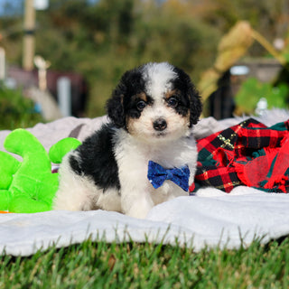 Alvin - Available 10/29