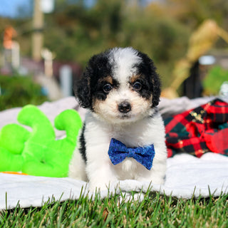 Alvin - Available 10/29