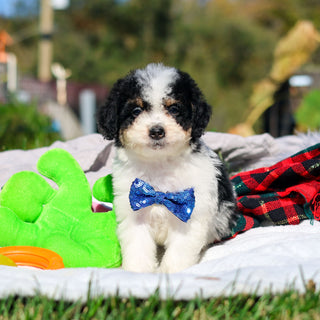 Alvin - Available 10/29