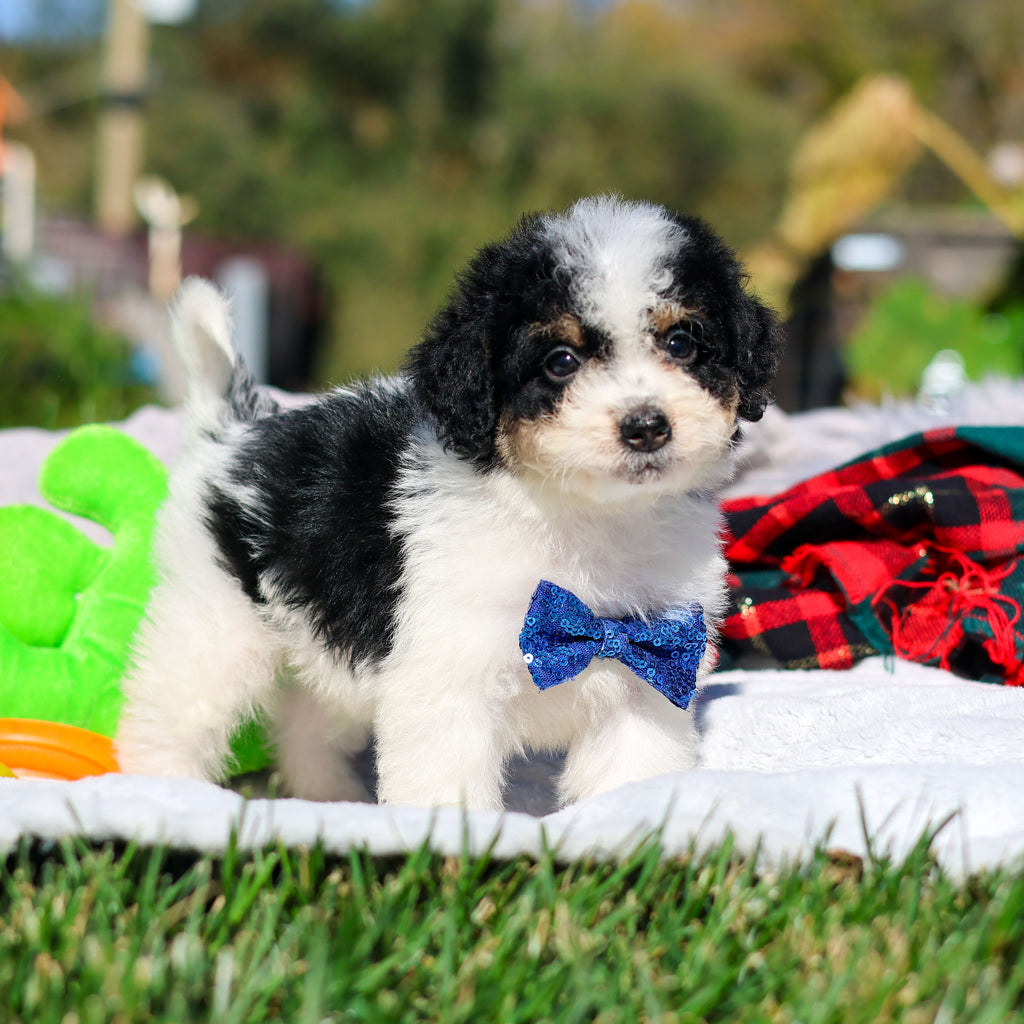 Alvin - Available 10/29