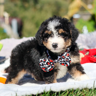 Alister - Available 10/29