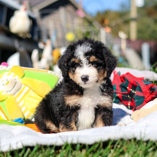 Alister - Available 10/29