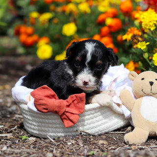 Ansel - Available 10/29