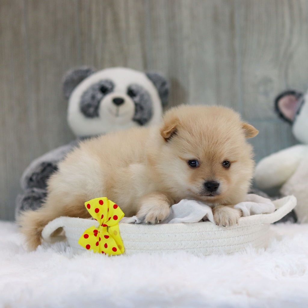 Petey - Available 11/12