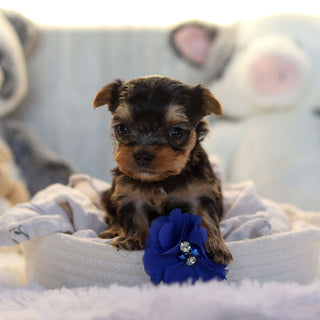 Loki - Available 11/19