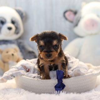 Lenny - Available 11/19