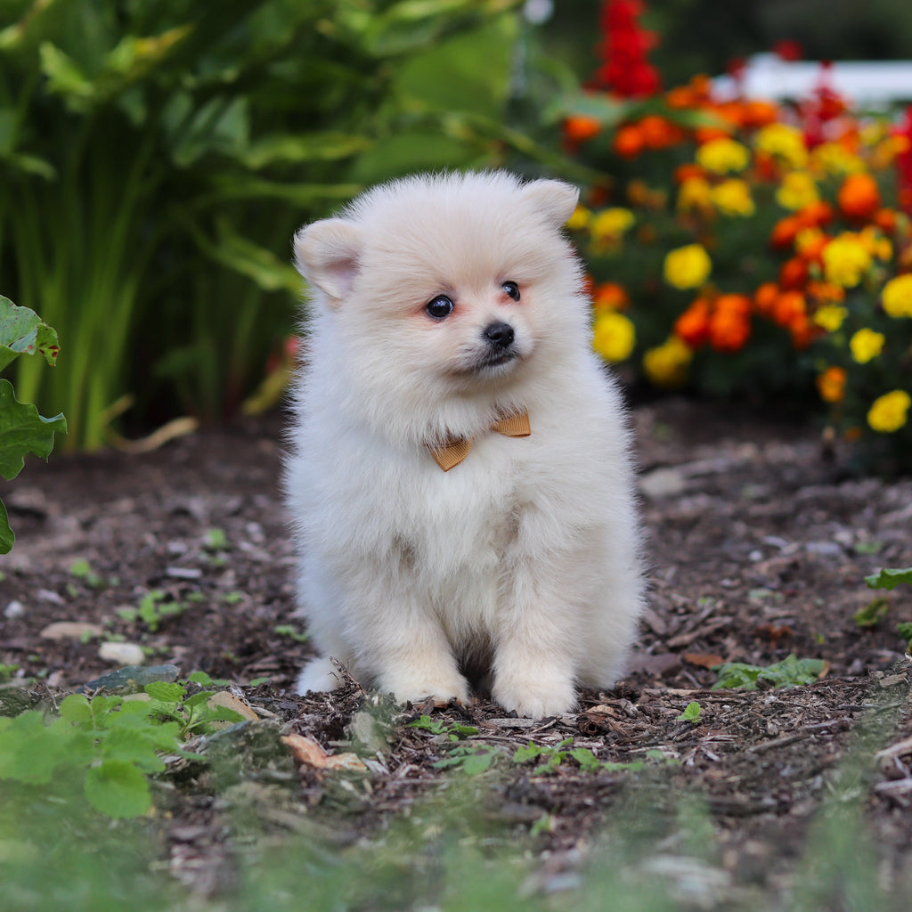 Blaze - Available 10/15