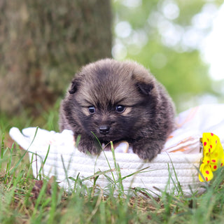 Blake - Available 10/15