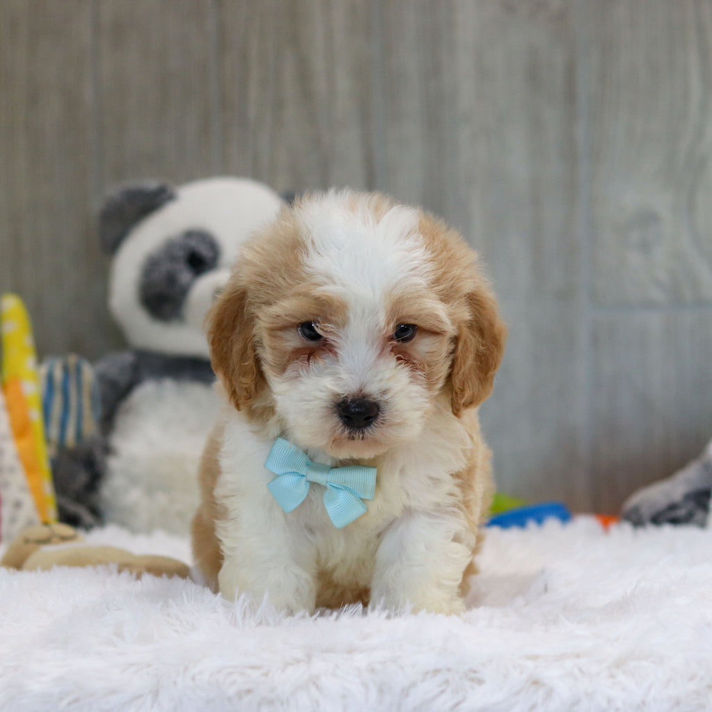 Jace - Available 10/29