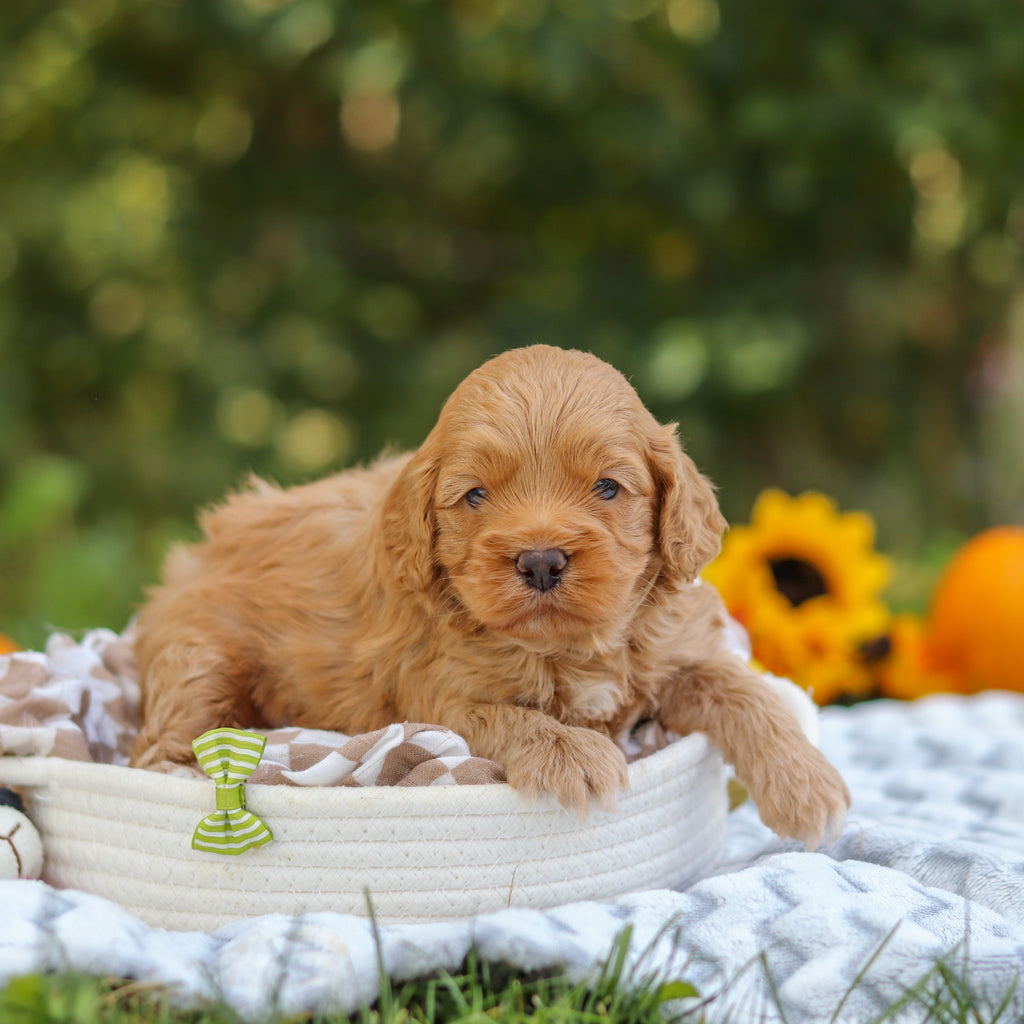 Carter - Available 11/5
