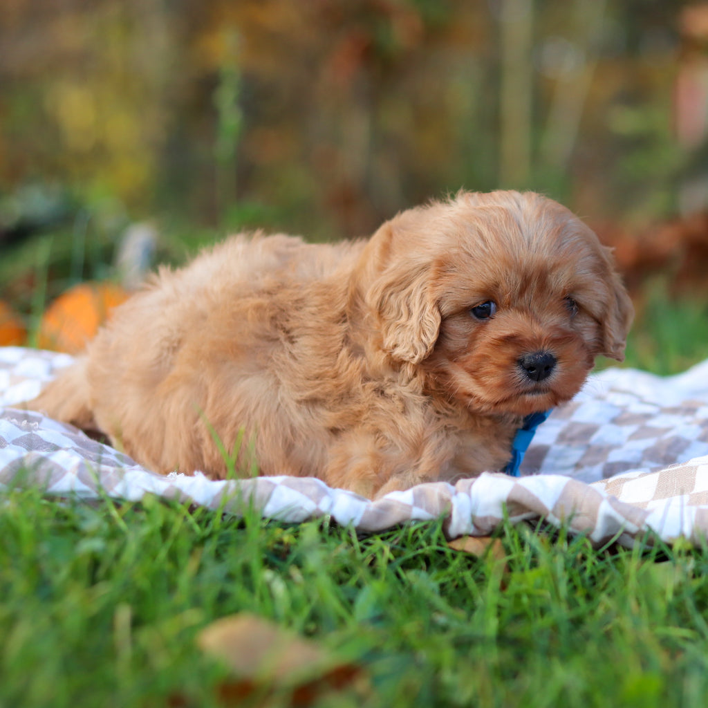 Freddy - Available 11/25