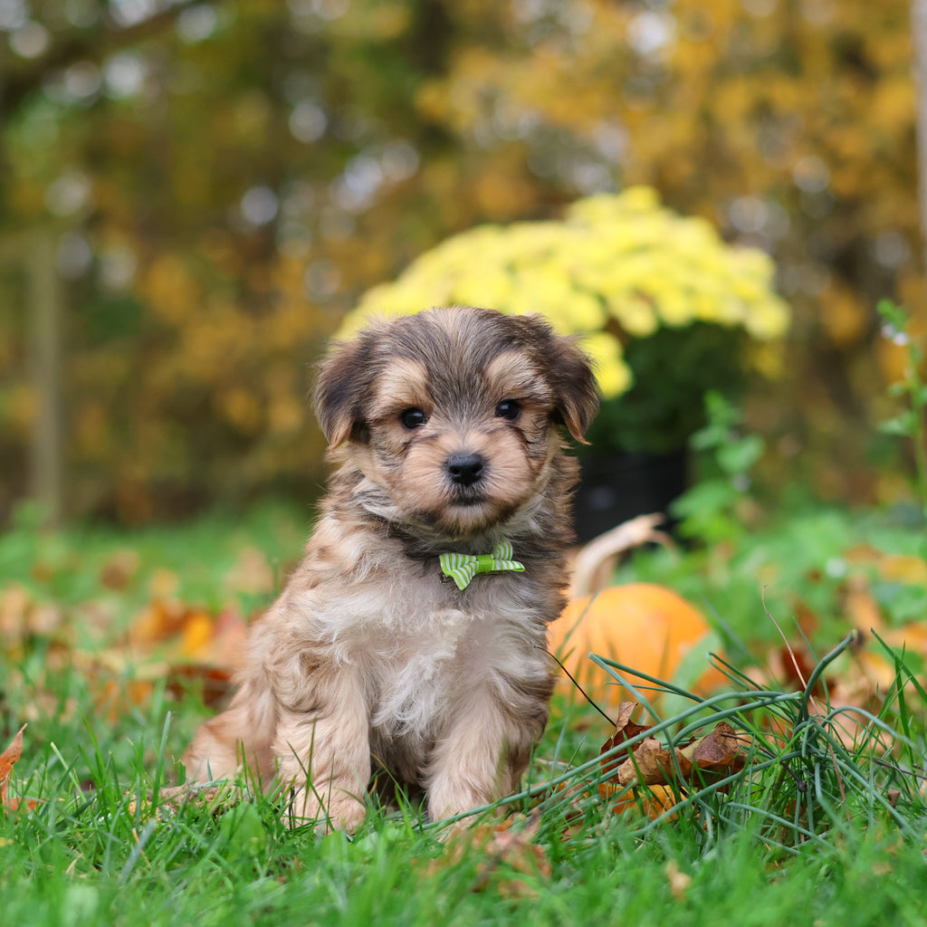 Sanford - Available 10/29