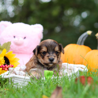 Sanford - Available 10/29