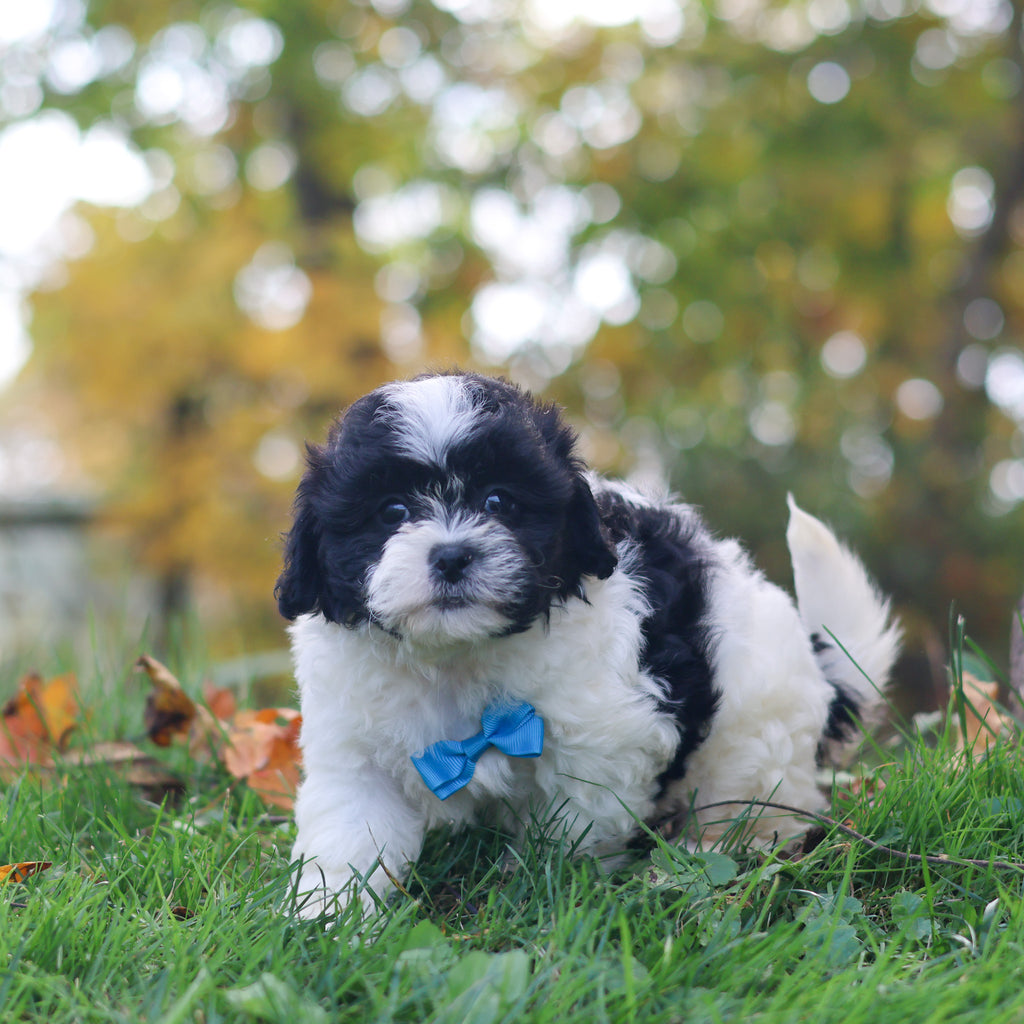 Grover - Available 10/29