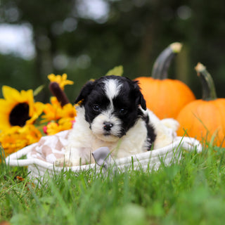 Grover - Available 10/29