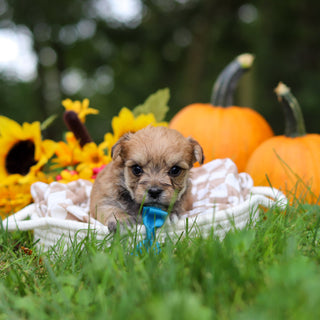 Harold - Available 10/29