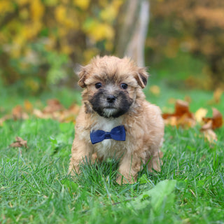 Hammy - Available 10/29