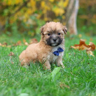 Hammy - Available 10/29
