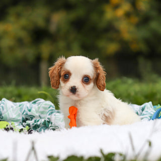 Norbert - Available 9/17