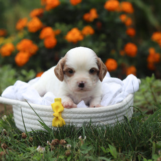 Norbert - Available 9/17