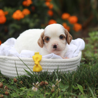 Norbert - Available 9/17