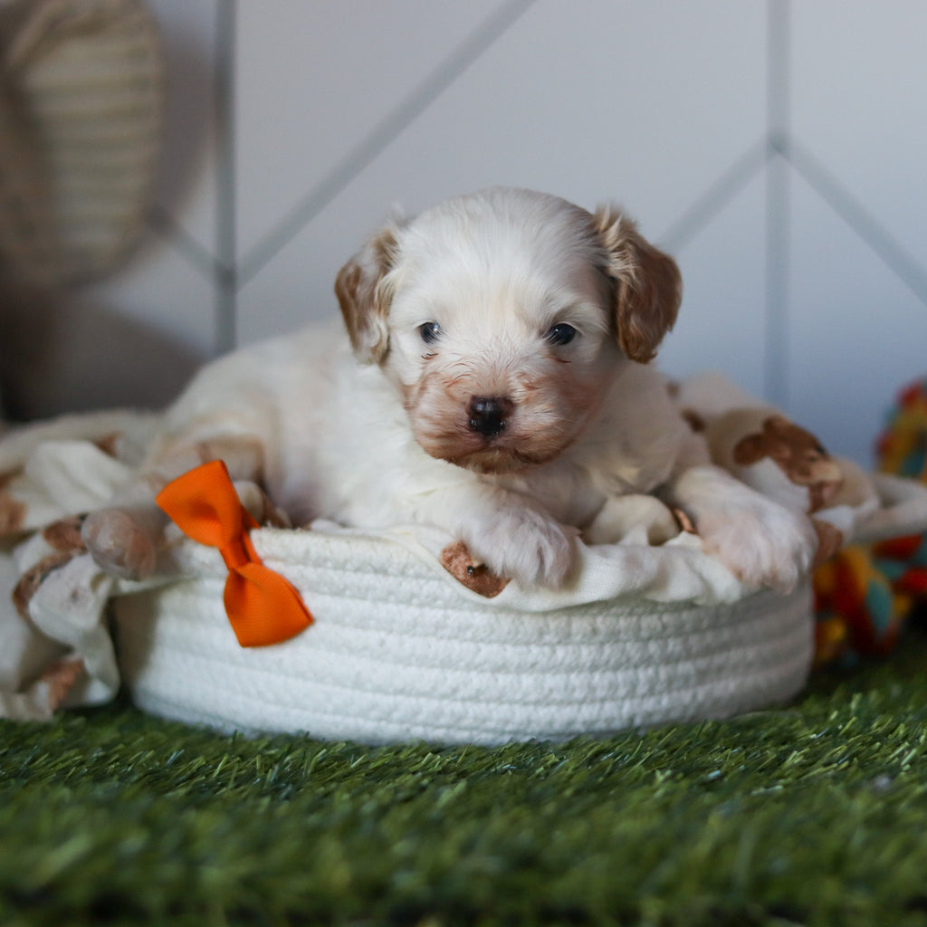 Peanut - Available 11/12