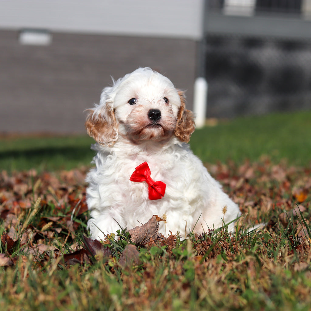 Peanut - Available 11/12