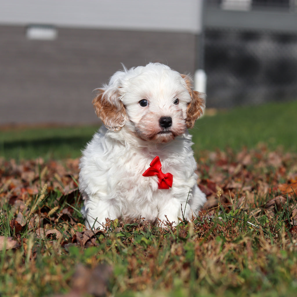 Peanut - Available 11/12