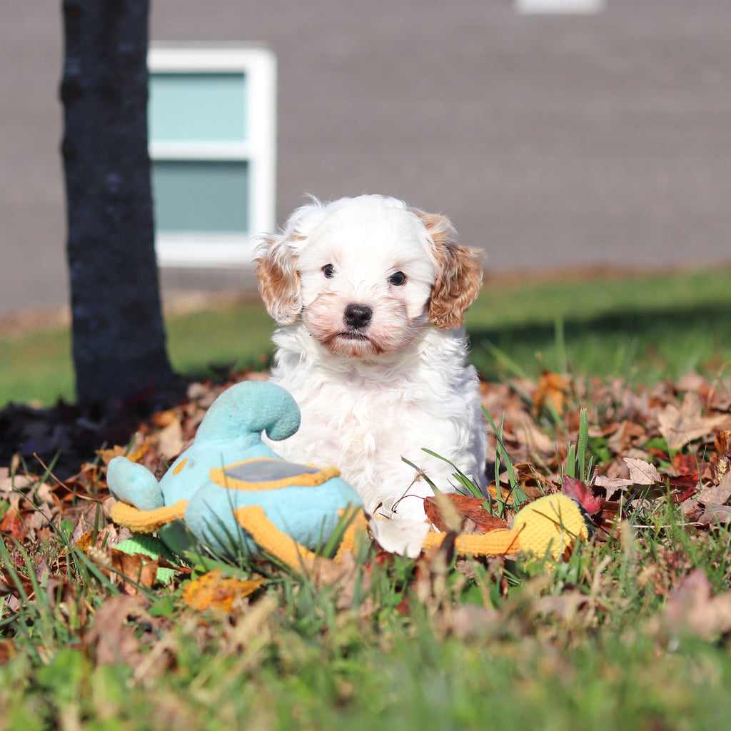 Peanut - Available 11/12
