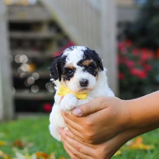 Pongo - Available 11/12