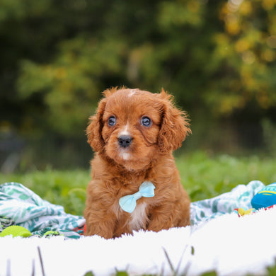 Nelson - Available 9/17