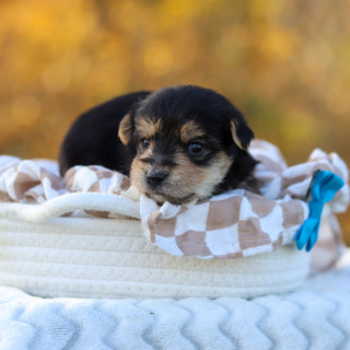 Barker - Available 12/3