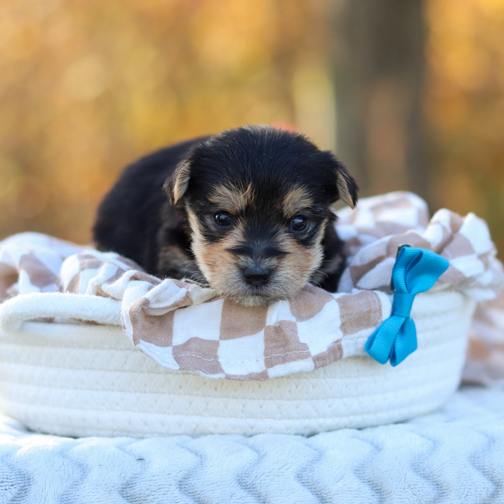 Barker - Available 12/3