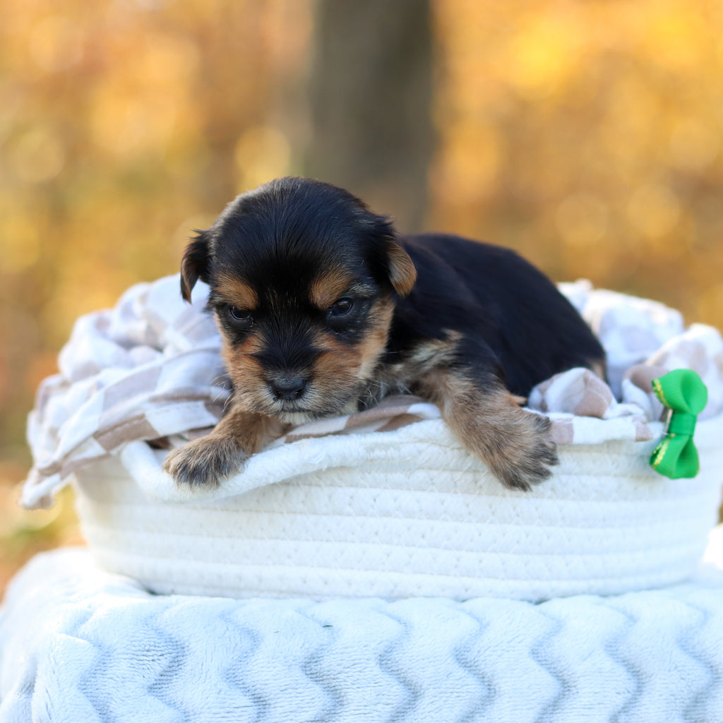 Barry - Available 12/3