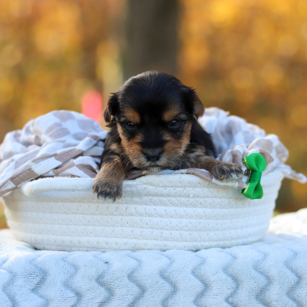 Barry - Available 12/3