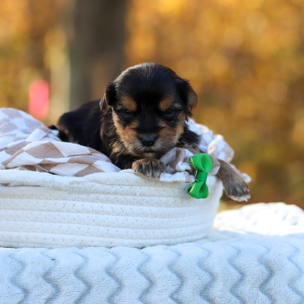 Barry - Available 12/3