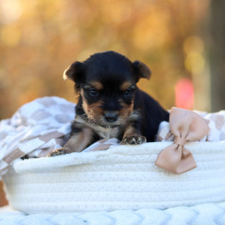 Bagel - Available 12/3