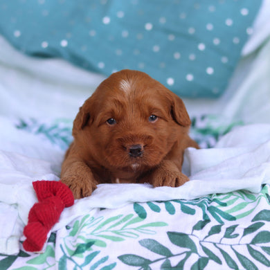 Jasper - Available 5/14