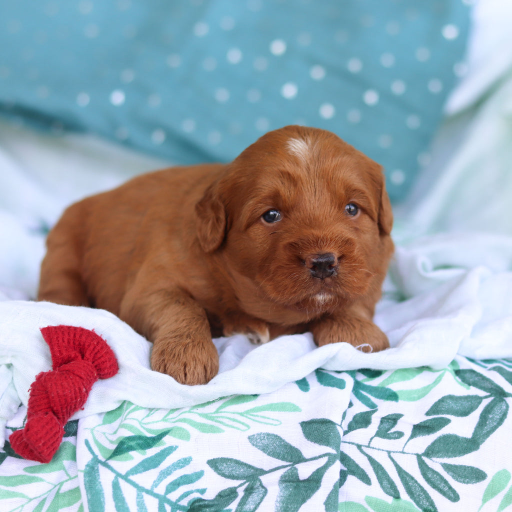 Jasper - Available 5/14