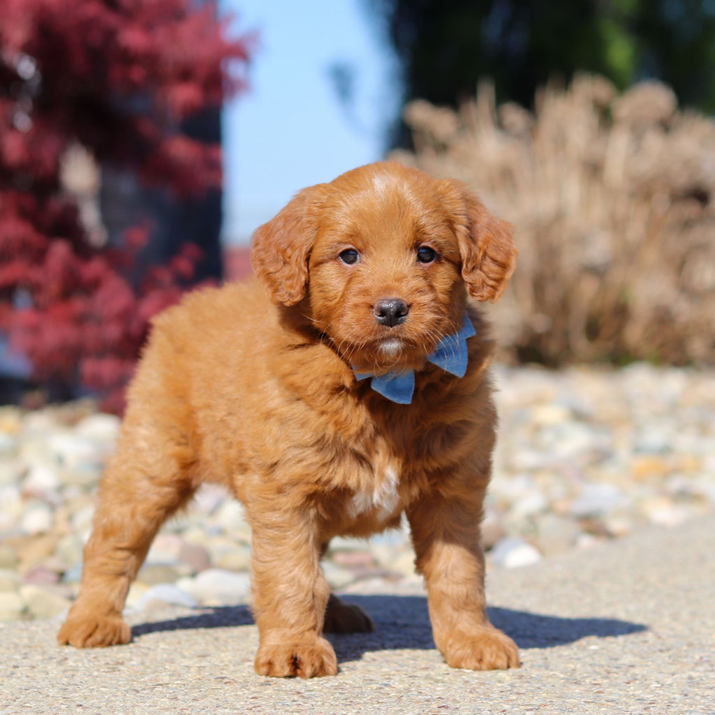 Jasper - Available 5/14