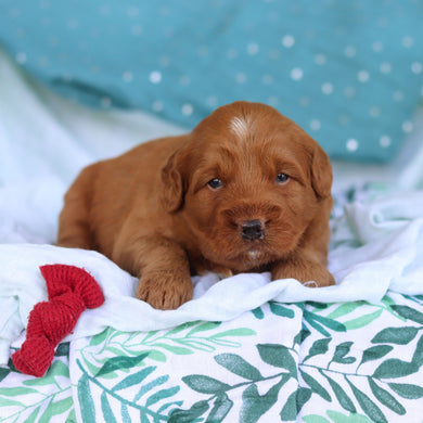 Jasper - Available 5/14