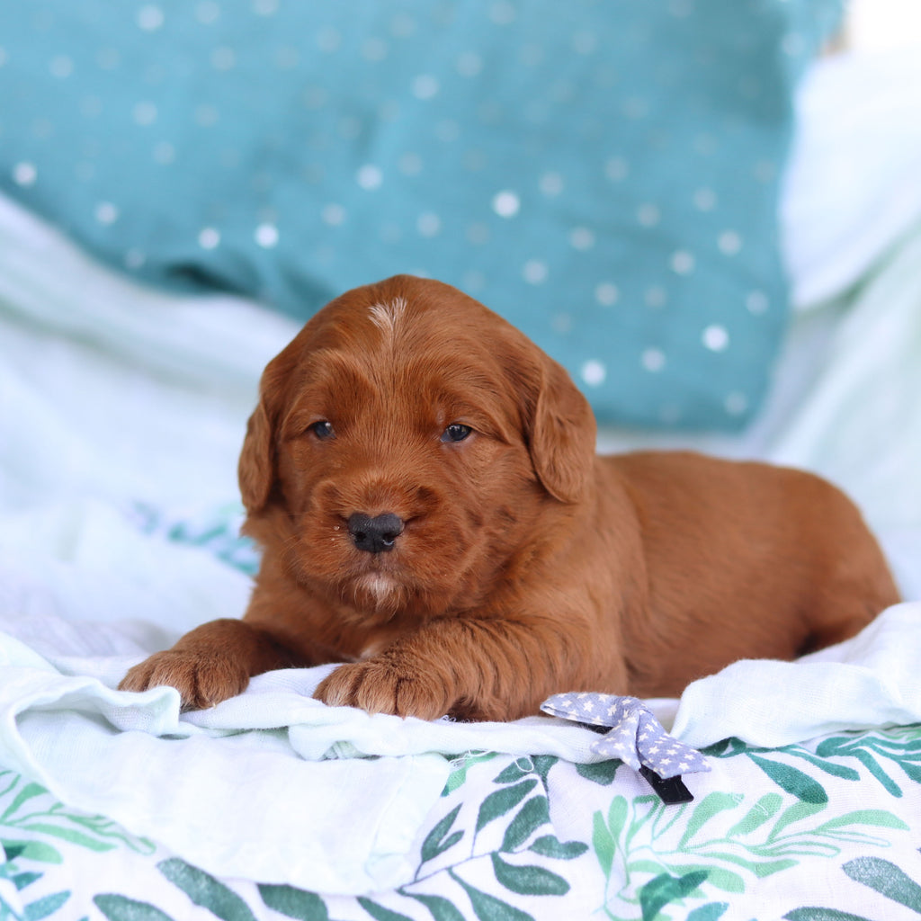 Joey - Available 5/14