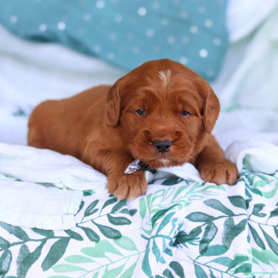 Joey - Available 5/14