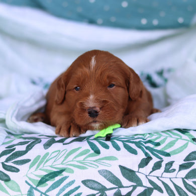 Jack - Available 5/14