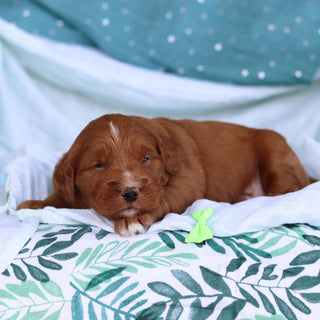 Jack - Available 5/14