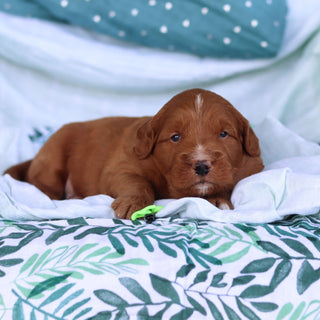 Jack - Available 5/14